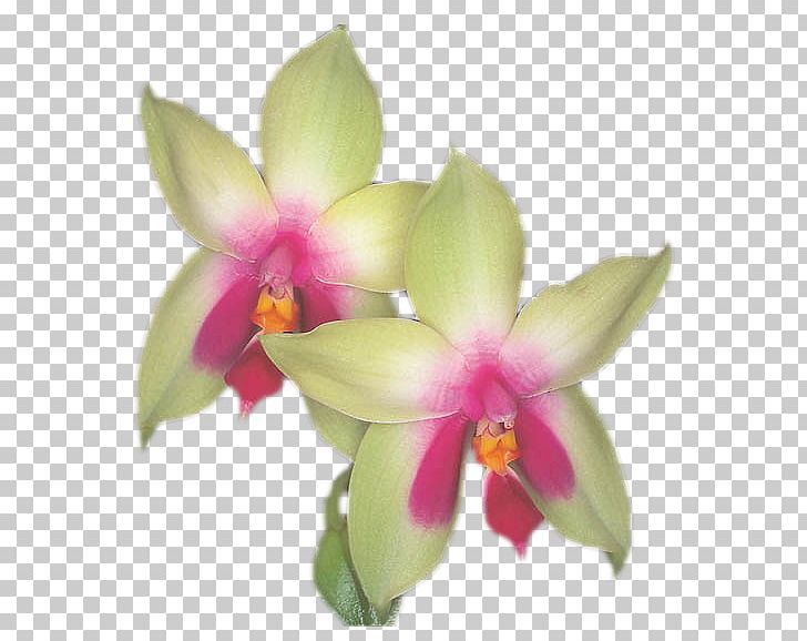 Animation Blog Spathoglottis Desktop Moth Orchids PNG, Clipart, Animation, Blog, Cartoon, Cattleya, Cattleya Orchids Free PNG Download