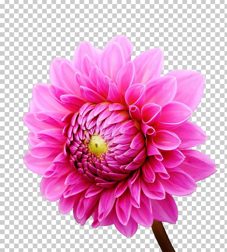 Dahlia Flower Garden Transvaal Daisy Daisy Family PNG, Clipart, Anemone, Annual Plant, Aster, Chrysanthemum, Chrysanths Free PNG Download