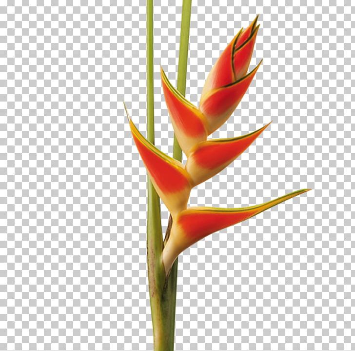 Hippeastrum Cut Flowers Lobster-claws Plant Stem Bud PNG, Clipart, Bud, Cut Flowers, Flores Tropicales, Flower, Flowering Plant Free PNG Download