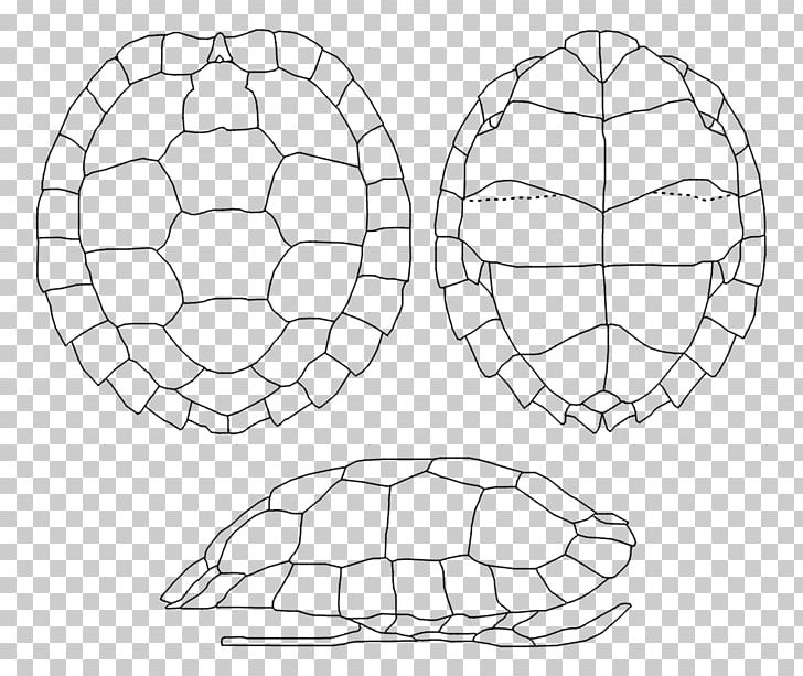 Tortoise Desktop Computer Football Font PNG, Clipart, Animated Cartoon, Ata, Ball, Carapace, Circle Free PNG Download