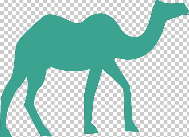 Camel Desert PNG, Clipart, Animals, Background Green, Camel Vector, Desert Vector, Eid Al Adha Free PNG Download