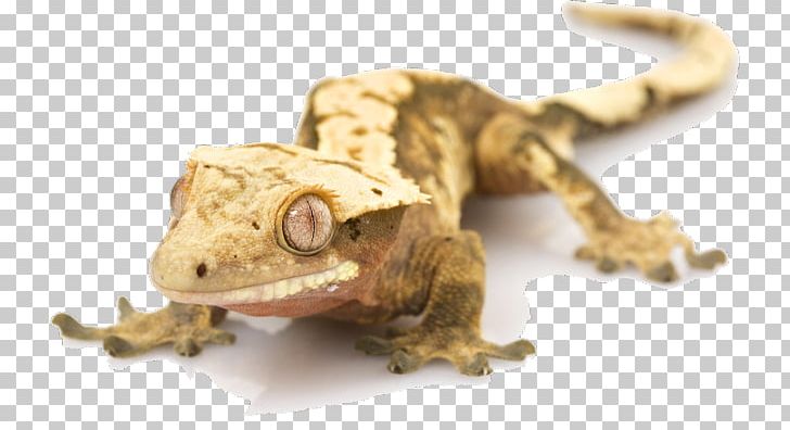 Crested Gecko Lizard Stock Photography PNG, Clipart, African Fattailed Gecko, Animal, Animals, Crest, Crested Gecko Free PNG Download