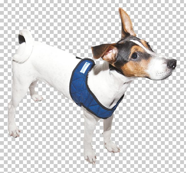 Dog Breed Rat Terrier Toy Fox Terrier Tenterfield Terrier Jack Russell Terrier PNG, Clipart, Breed, Collar, Companion Dog, Dog, Dog Breed Free PNG Download
