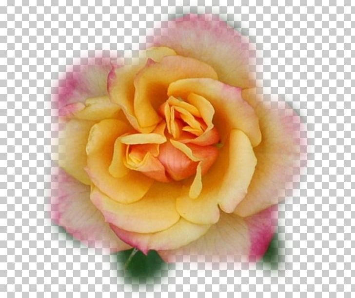 Floribunda Cabbage Rose Garden Roses Cut Flowers Petal PNG, Clipart, 666, China Rose, Chinese Cuisine, Closeup, Closeup Free PNG Download