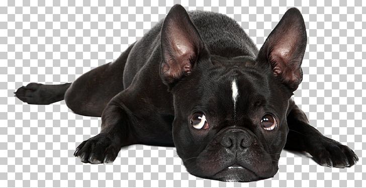 French Bulldog Boston Terrier Puppy Pug PNG, Clipart, Boston Terrier, Bulldog, Carnivoran, Companion Dog, Dog Free PNG Download
