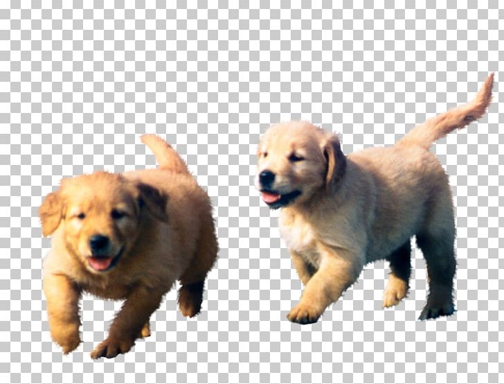 Golden Retriever Labrador Retriever Puppy Dog Breed PNG, Clipart, Animal, Animals, Breed Group Dog, Canidae, Carnivora Free PNG Download