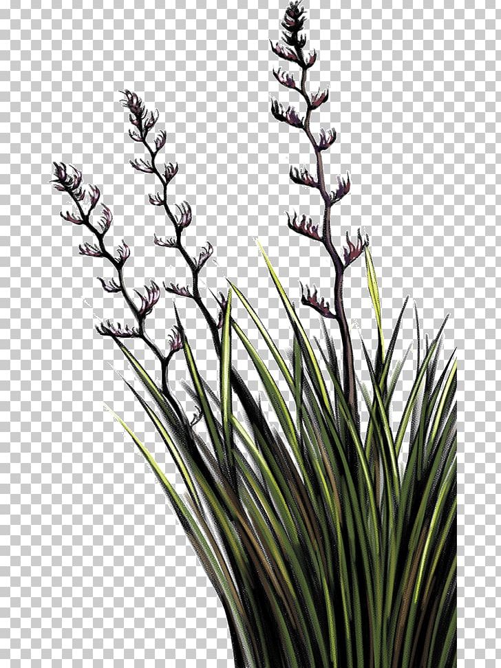 Potton & Burton Flax Plant Stem Concept Nz PNG, Clipart, Amp, Black And White, Book, Building, Burton Free PNG Download