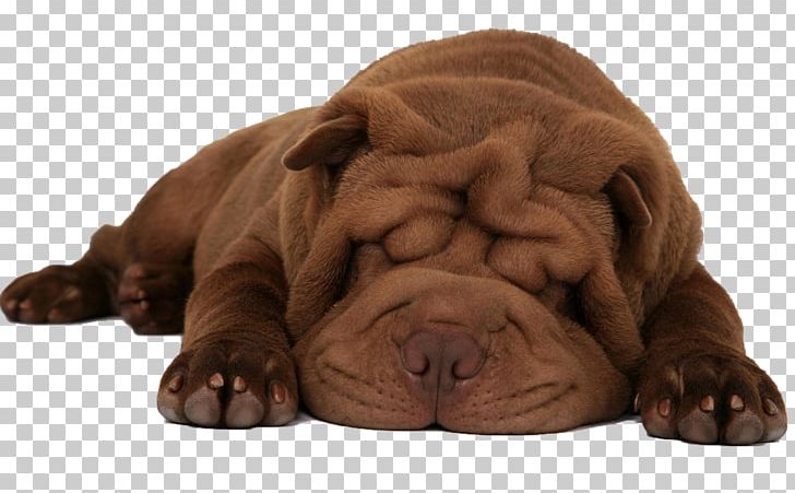 Shar Pei Puppy Chow Chow Karelian Bear Dog Siberian Husky PNG, Clipart, Amazing, Animals, Background, Carnivoran, Cat Free PNG Download