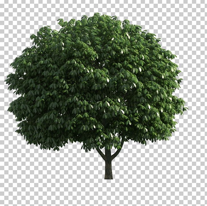 Branch Tree Stock Photography Shrub PNG, Clipart, Arbor Day, Arborist, Branch, Facade, Forty Free PNG Download