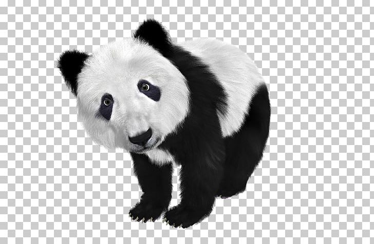 Giant Panda Koala Portable Network Graphics Red Panda PNG, Clipart, Animals, Bear, Black And White, Carnivoran, Computer Icons Free PNG Download