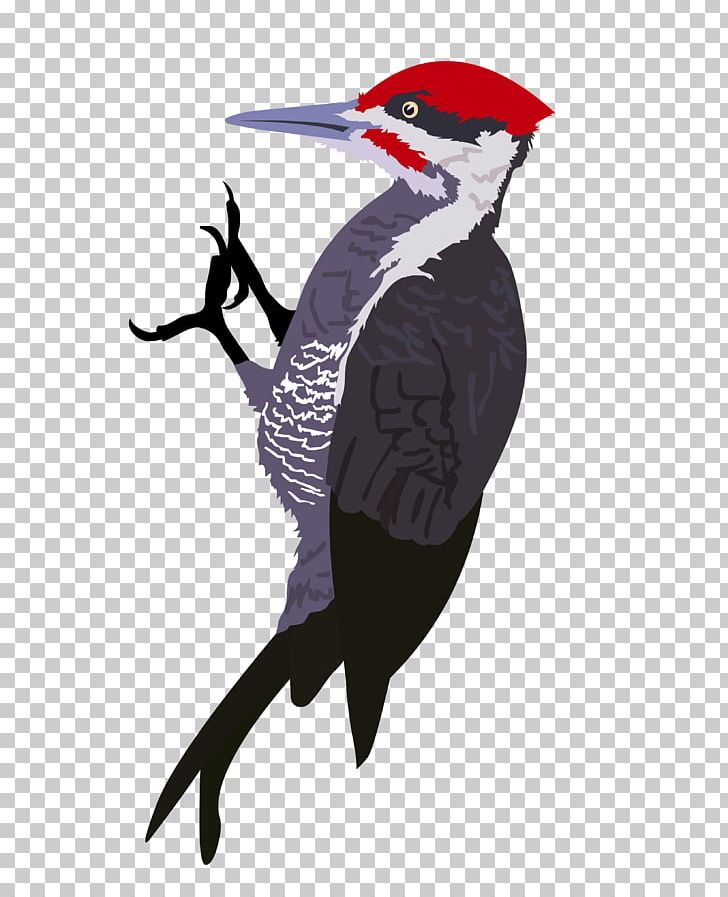 Woody Woodpecker Drawing PNG Clipart Art Beak Bird Cartoon Drawing  Free PNG Download