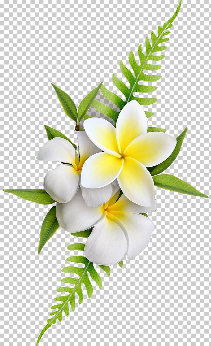 Frangipani Flower PNG, Clipart, Blume, Branch, Clip , Color, Cut Flowers Free PNG Download