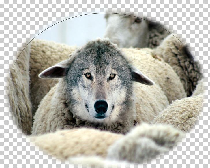 Wolf In Sheep's Clothing Goat Milk Gray Wolf PNG, Clipart, Animals, Canis Lupus Tundrarum, Carnivoran, Clothing, Costume Free PNG Download