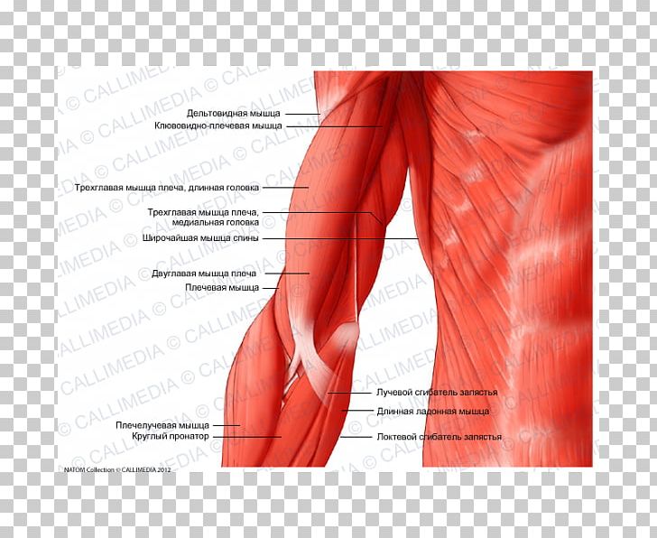Elbow Arm Triceps Brachii Muscle Shoulder PNG, Clipart, Abdomen, Anatomy, Arm, Arms, Biceps Free PNG Download