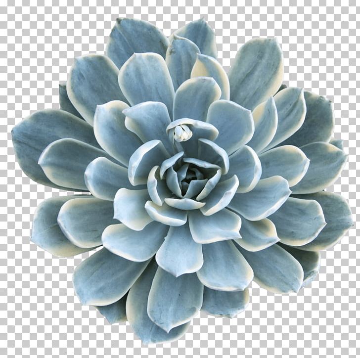 Flower Turquoise PNG, Clipart, Echeveria, Flower, Nature, Plant, Turquoise Free PNG Download