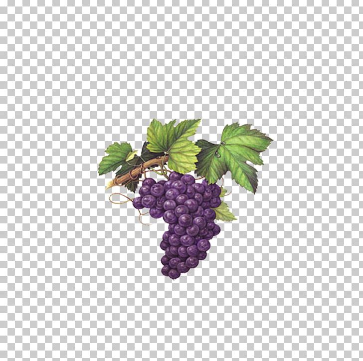 Red Wine Muscat Chardonnay Grape PNG, Clipart, Blackberry, Black Grapes, Chardonnay, Common Grape Vine, Food Free PNG Download