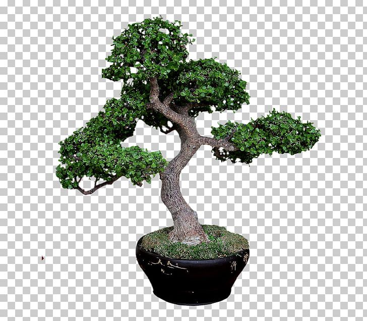Sageretia Theezans Bonsai Tree Pine Jade Plant PNG, Clipart, Baobab, Bonsai, Evergreen, Flowerpot, Houseplant Free PNG Download