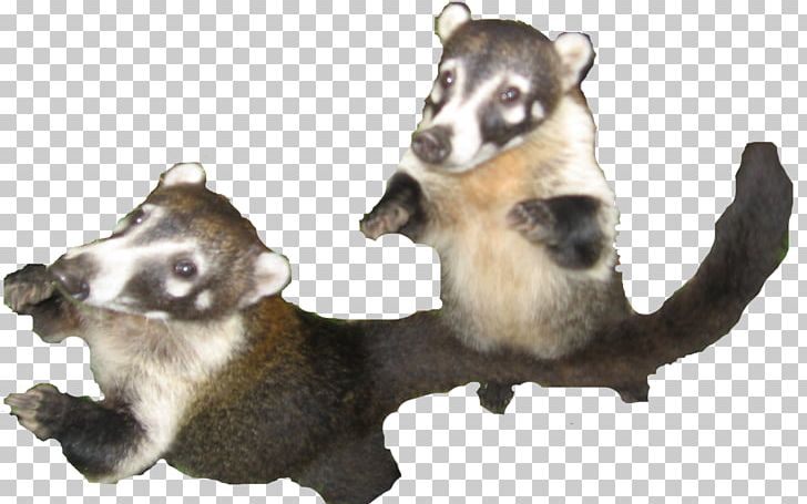 Siberian Husky Raccoon Latin America South American Coati PNG, Clipart, Americas, Animal, Animals, Aribabi, Carnivoran Free PNG Download
