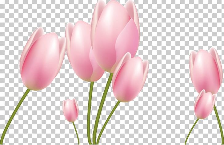 Tulip Flower Euclidean PNG, Clipart, Adobe Illustrator, Bouquet, Computer Wallpaper, Download, Encapsulated Postscript Free PNG Download