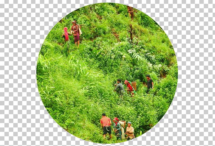Vegetation Eden Reforestation Projects Plant Community Jhapa District PNG, Clipart, Biodiversity, Ecosystem, Forest, Grass, Jungle Free PNG Download