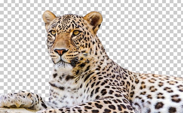 Persian Leopard Snow Leopard Desktop Felidae Amur Leopard PNG, Clipart, Amur Leopard, Big Cats, Carnivoran, Cat Like Mammal, Cheetah Free PNG Download