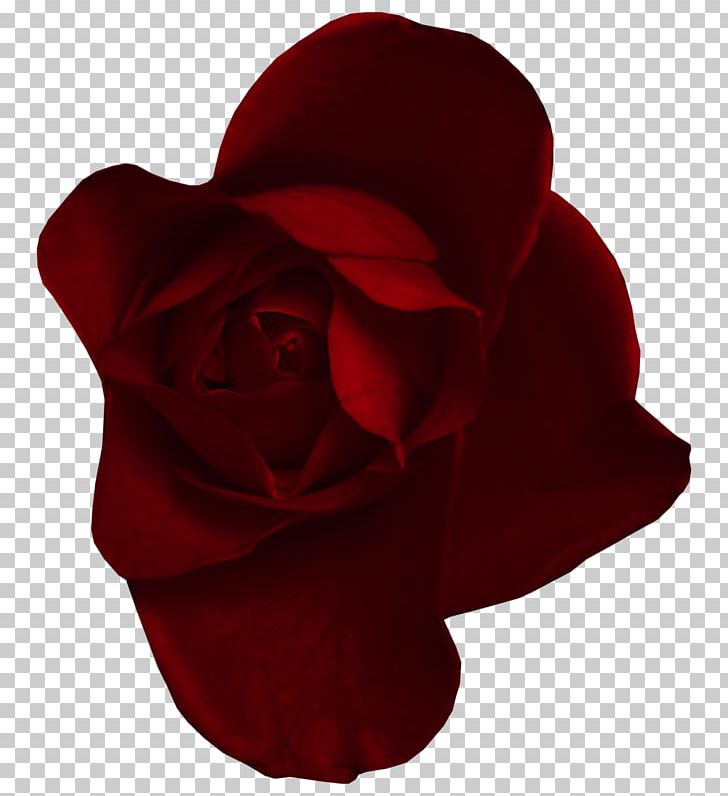 Red Vermelho Escuro PNG, Clipart, Animation, Black Rose, Cut Flowers, Digital Image, Flower Free PNG Download