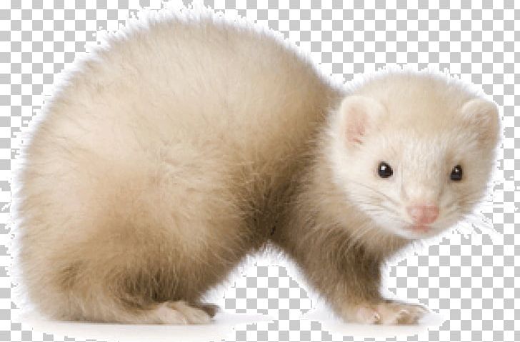 Ferret Stoat Otter Veterinarian Mink PNG, Clipart, Animal, Animals, Background, Badger, Blackfooted Ferret Free PNG Download