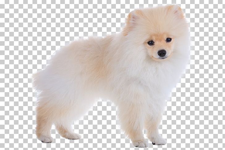 German Spitz Mittel German Spitz Klein Pomeranian Japanese Spitz Finnish Spitz PNG, Clipart, Ancient Dog Breeds, Animals, Carnivoran, Choose, Companion Dog Free PNG Download