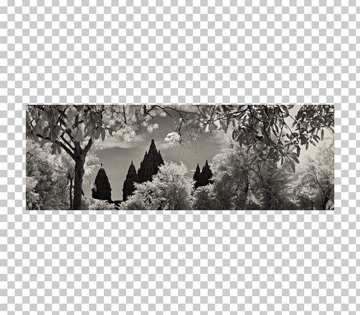 Tree White Winter PNG, Clipart, Black And White, Monochrome, Monochrome Photography, Others, Prambanan Free PNG Download