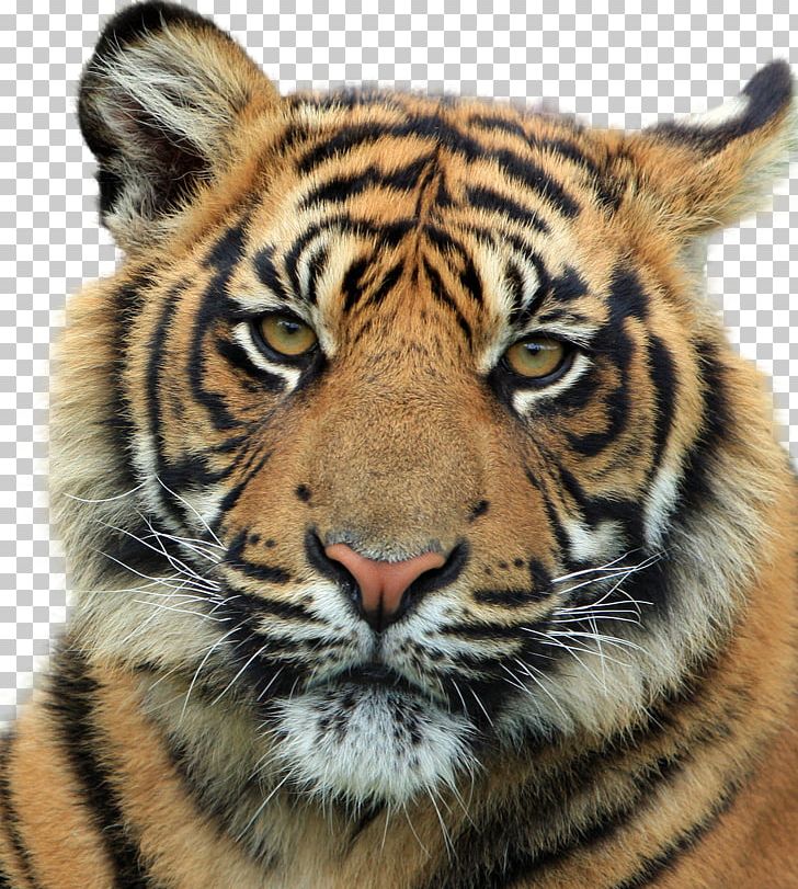 Felidae Wildcat Siberian Tiger Bengal Tiger PNG, Clipart, Animal, Animals, Big Cat, Big Cats, Carnivoran Free PNG Download