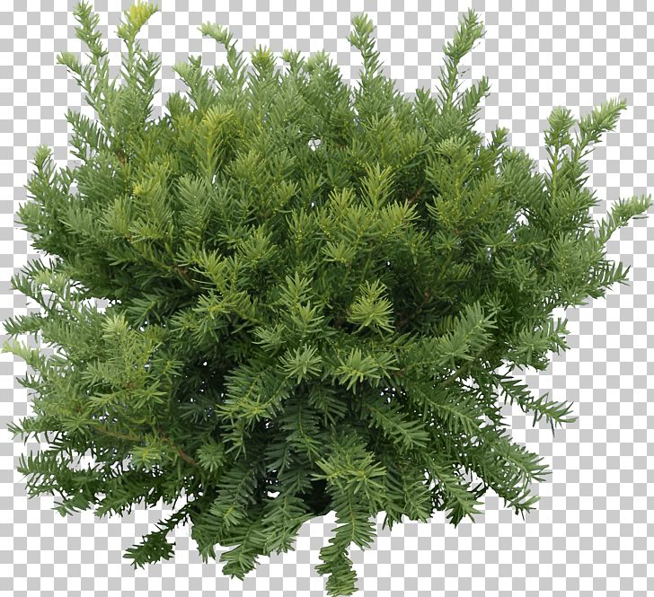 Fir Pine Tree PNG, Clipart, Arecaceae, Art, Beach, Bestoftheday, Branch Free PNG Download