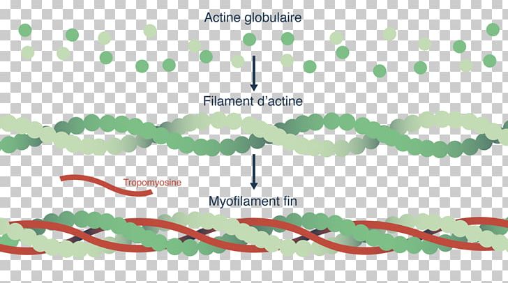 Myofilament Actin Myosin Cell Muscle Contraction PNG, Clipart,  Free PNG Download