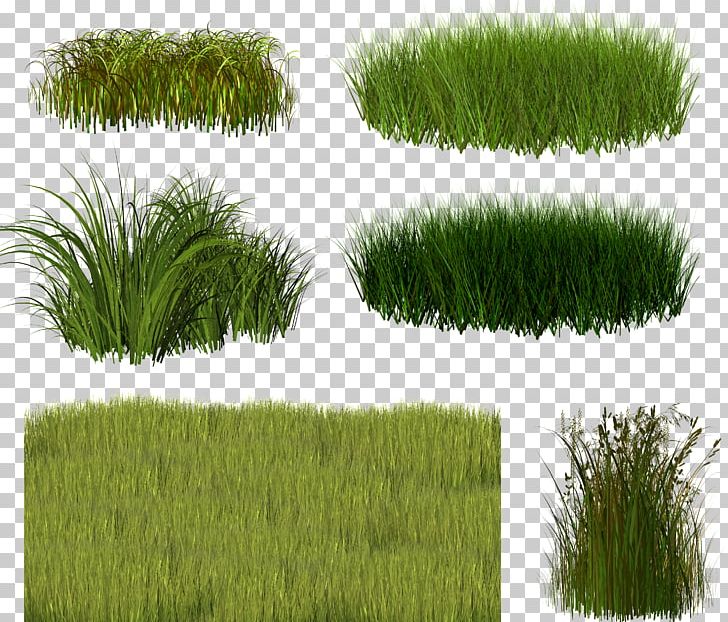 Vetiver Shrub PNG, Clipart, Chrysopogon, Chrysopogon Zizanioides, Field, Fodder, Grass Free PNG Download