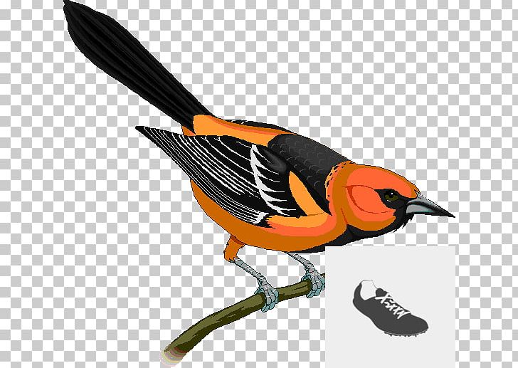 Baltimore Orioles Bullock's Oriole PNG, Clipart,  Free PNG Download
