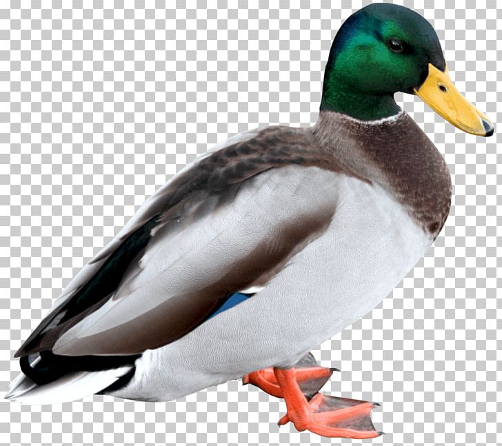 Duck Mallard PNG, Clipart, Animals, Beak, Bird, Canard, Computer Icons Free PNG Download