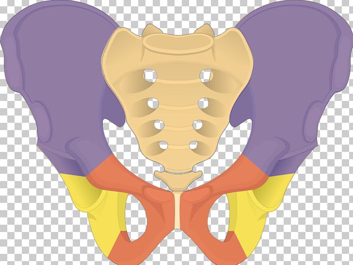 Hip Bone Ilium Pelvis Obturator Foramen Anatomy PNG, Clipart, Anatomy, Bone, Ear, Elephants And Mammoths, Head Free PNG Download