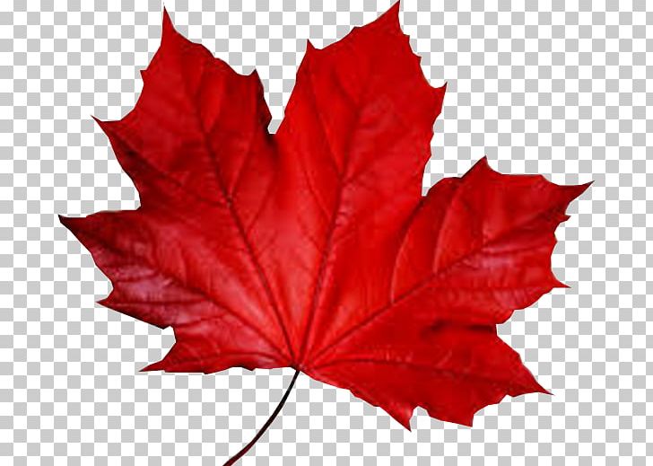 Maple Leaf Smule Autumn PNG, Clipart, Aroma, Autumn, Deciduous, Flowering Plant, Green Free PNG Download