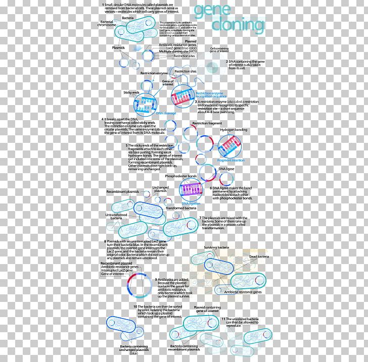 Molecular Cloning Genetics DNA PNG, Clipart, Area, Biology, Cell, Cloning, Diagram Free PNG Download