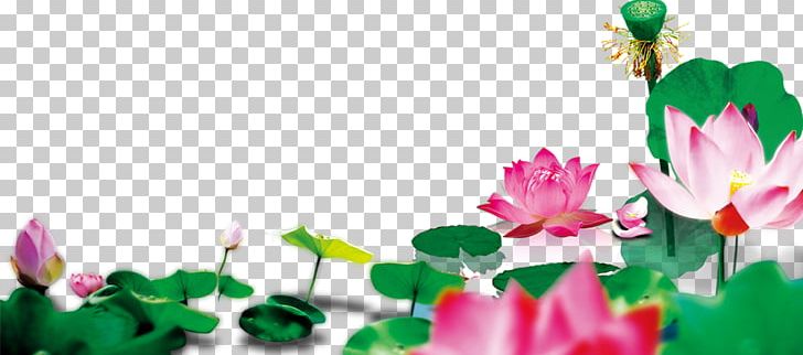 Adobe Illustrator PNG, Clipart, Aquatic Plant, Computer Wallpaper, Encapsulated Postscript, Floating, Flower Free PNG Download