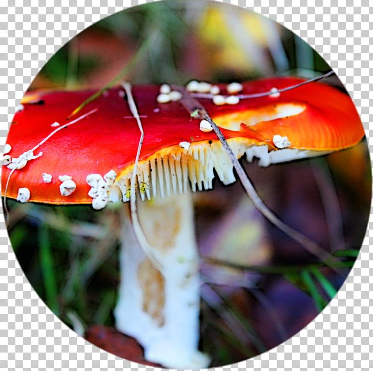 Mushroom Agaric PNG, Clipart, Agaric, Flora, Geometryundefined, Mushroom, Nature Free PNG Download