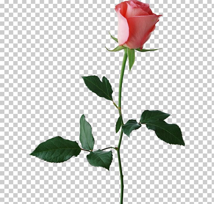 Rose Desktop Bud PNG, Clipart, Branch, Bud, China Rose, Cut Flowers, Desktop Wallpaper Free PNG Download