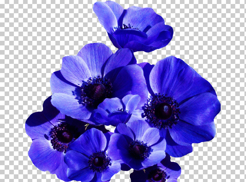 Flower Blue Purple Petal Violet PNG, Clipart, Anemone, Bellflower, Blue, Cobalt Blue, Cut Flowers Free PNG Download