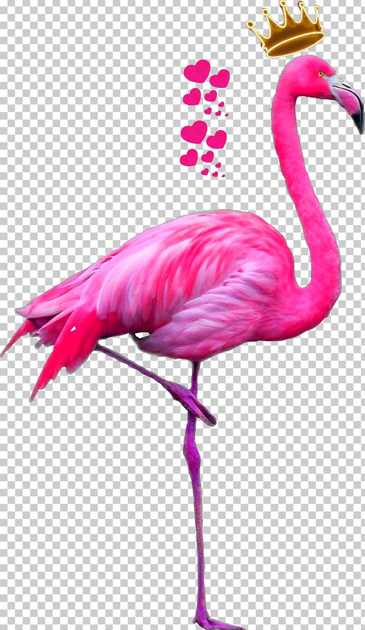Greater Flamingo American Flamingo Bird Pink PNG, Clipart, American Flamingo, Animals, Art, Beak, Bird Free PNG Download