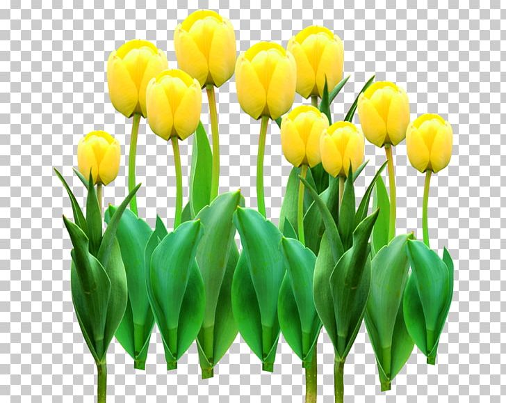 Tulip Cut Flowers Stock Illustration PNG, Clipart, Bud, Decorative, Decorative Material, Encapsulated Postscript, Featurepics Free PNG Download