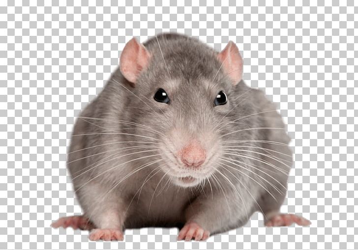 Brown Rat Black Rat Rodent Murids Genetics Of The Norway Rat PNG, Clipart, Akitainu, Animals, Awesome, Black Rat, Brown Rat Free PNG Download