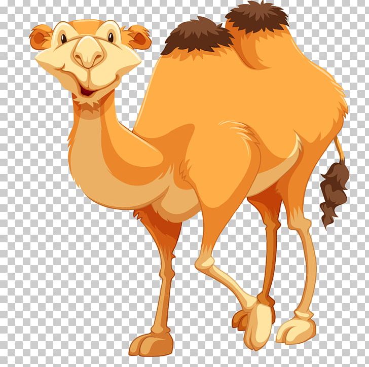 Camel PNG, Clipart, Animals, Arabian Camel, Book Illustration, Camel, Camel Like Mammal Free PNG Download