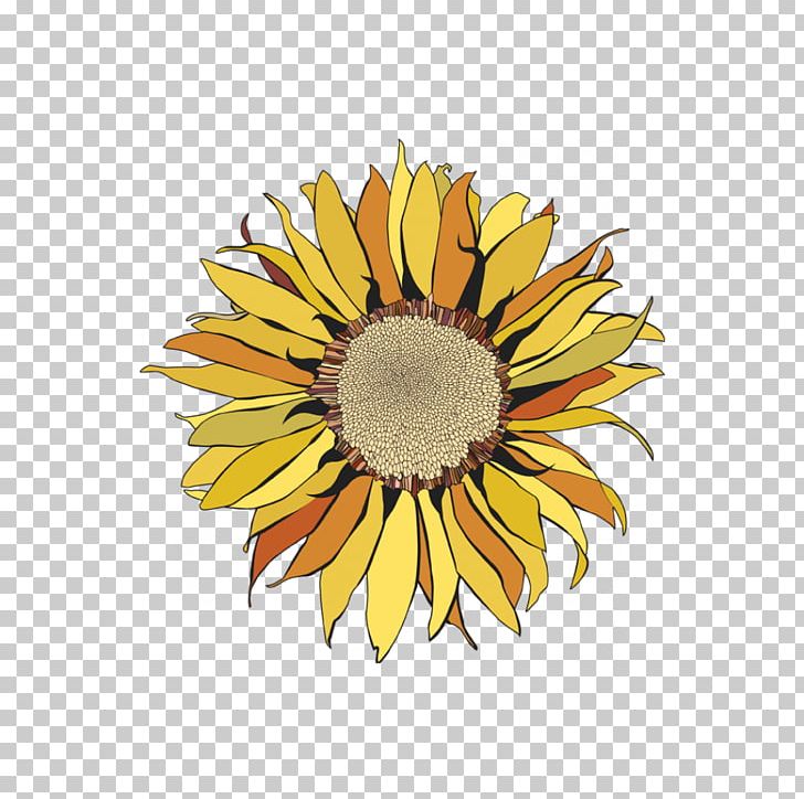 Common Sunflower Sunflower Seed Cut Flowers Petal PNG, Clipart, Common Sunflower, Cut Flowers, Daisy, Daisy Family, Flower Free PNG Download
