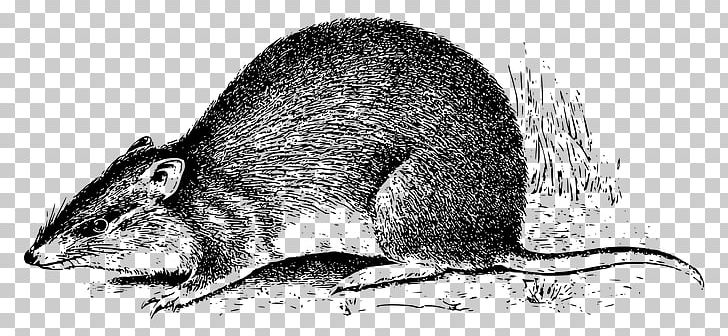 Rat Mouse Bandicoot Marsupial New Guinea PNG, Clipart, Animal, Animals, Asset, Australia, Bandicoot Free PNG Download