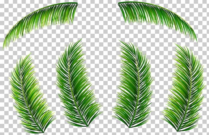 Palm Branch Leaf Arecaceae PNG, Clipart, Arecaceae, Branch, Clip Art, Coconut, Conifer Free PNG Download