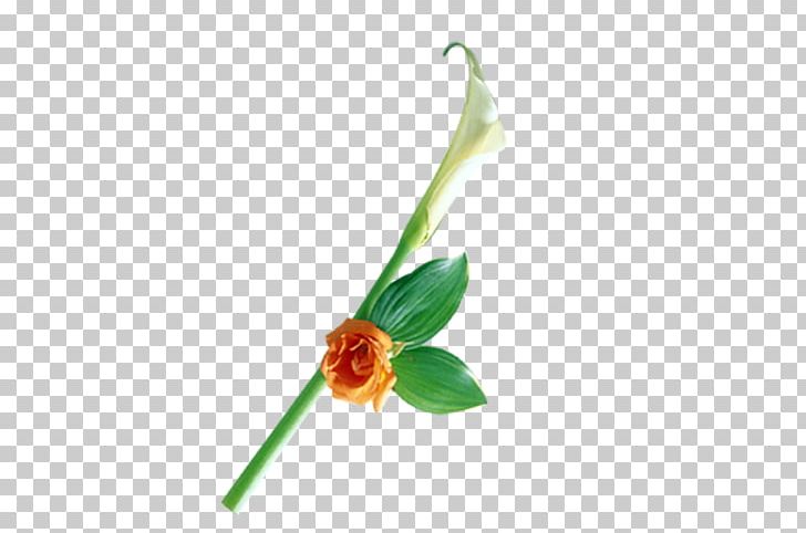 Petal Cut Flowers Plant Stem Bud Leaf PNG, Clipart, Bud, Cut Flowers, Flora, Flower, Flowering Plant Free PNG Download